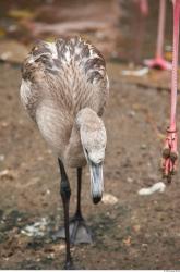 Gray Flamingo